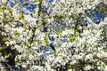 lush white blossoms of cherry tree in urban garden - PhotoDune Item for Sale