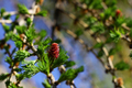 branches with young needles European larch Larix decidua with pink flower - PhotoDune Item for Sale