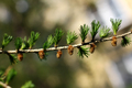 branches with young needles European larch Larix decidua - PhotoDune Item for Sale