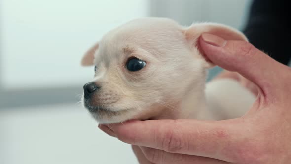 Chihuahua puppy dog on examination in a veterinary clinic. Puppy health checkup.