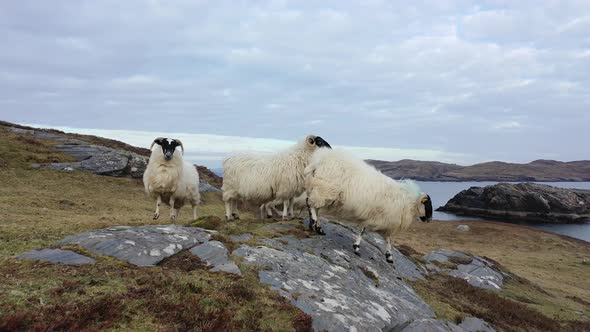 Sheep at the Coastline at Dawros in County Donegal  Ireland