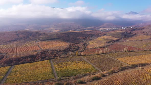 Aerial Shot of the Vineyards Agricultural Plantations