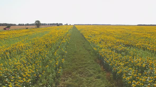 Yellow Sunflower Field and Sky