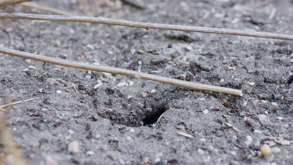 Macro footage of large black ants working by the nest - dragging food inside