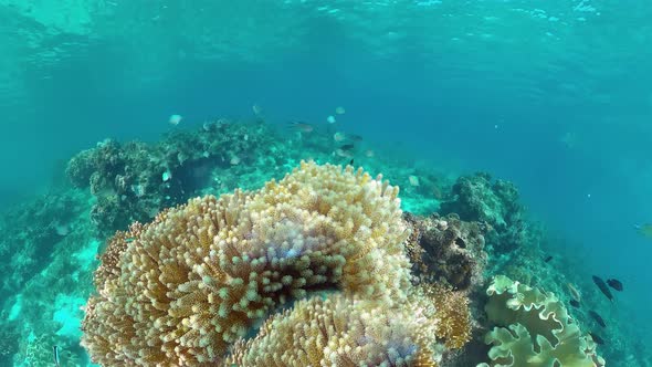 Coral Reef with Fish Underwater