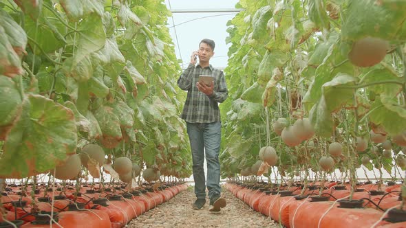 Asian Farmer Talking On Mobile Phone And Use Tablet While Walking In Green House Of Melon Farm