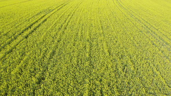 Aerial view of blooming oilseed rape field in spring, Germany