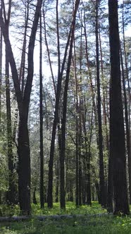 Vertical Video of Green Forest During the Day