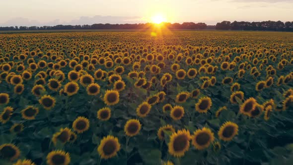 Sunflower Fields Aerial Sunset Farm Agronomy Flowers Floar Nature