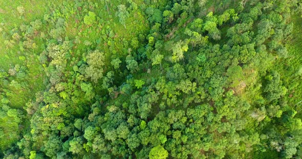 Top view of mountain and forest.