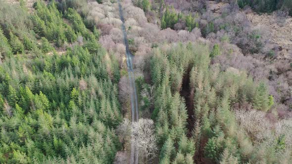 Pickup Vehicles Driving Through Forest - All Brands Removed