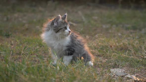 Cute Kitten Playing In The Garden Slow Motion 