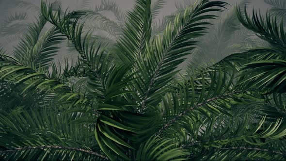 Forest Of Tropic Palm Trees In Foggy Background alt