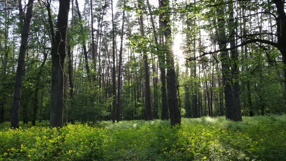 Summer Forest with Pine Trees Slow Motion