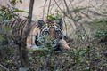 Tiger cub  - PhotoDune Item for Sale