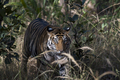 Royal Bengal tiger in the bush  - PhotoDune Item for Sale
