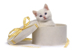 White kitten with blue eyes in a festive box on white background - PhotoDune Item for Sale