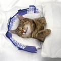 Cute little tabby cat is sleeping in a bed - PhotoDune Item for Sale
