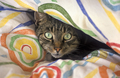 Cute tabby cat is hiding in a colorful sheet - PhotoDune Item for Sale