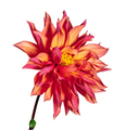 Isolated red dahlia flower blossom - PhotoDune Item for Sale