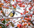 Great Tit bird sitting on a apple tree branch - PhotoDune Item for Sale