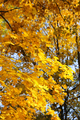 Beautiful golden autumn leaves of maple - PhotoDune Item for Sale