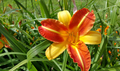 Beautiful bright lilies - PhotoDune Item for Sale