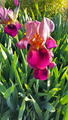 Beautiful iris flower - PhotoDune Item for Sale