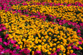 Beautiful Marigolds (Tagetes) and pink Petunia flowers - PhotoDune Item for Sale