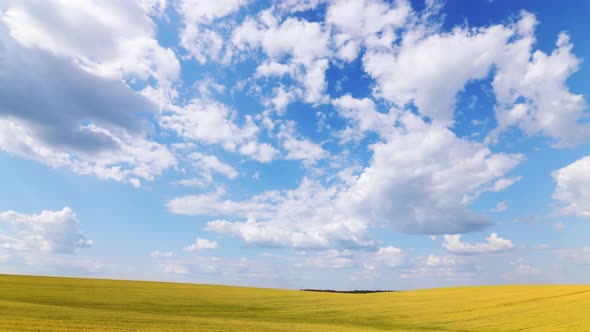 Ripe Yellow Wheat. Field With Beautiful Clouds Timelapse