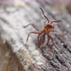 Wood Ant On A Stump - VideoHive Item for Sale