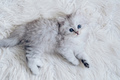 Top view of cute grey kitten on white carpet. Pets concept. - PhotoDune Item for Sale