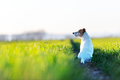 Jack russel terrier puppy on green field - PhotoDune Item for Sale