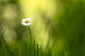 Single daisy flower on spring meadow - PhotoDune Item for Sale
