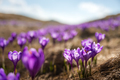 Crocus flowers on spring Ukrainian Carpathians mountains - PhotoDune Item for Sale