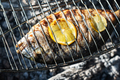 Grilling dorada fish on grill - PhotoDune Item for Sale