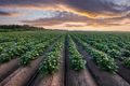 Agricultural field with even rows of potato - PhotoDune Item for Sale