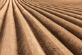 Agricultural field with even rows in the spring - PhotoDune Item for Sale