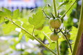 Green unripe tomato on a branch in plantation, natural homemade wholesome vegetables - PhotoDune Item for Sale