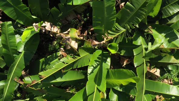 Aerial view close up of banana plant leaves while flying over a banana plantation