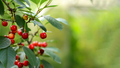 ripe cherries on a branch. the concept of cherry growing and harvesting - PhotoDune Item for Sale