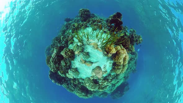 Coral Reef and Tropical Fish. Panglao, Philippines