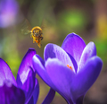 Bee flying to a purple crocus flower blossom - PhotoDune Item for Sale