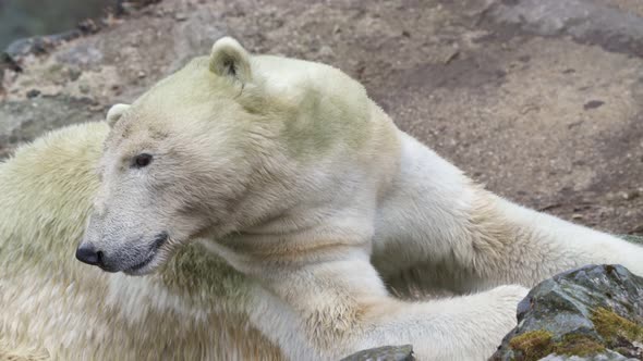 Polar bear lying on a rock