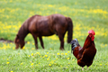 Rooster and a horse in rural environment - PhotoDune Item for Sale
