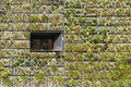Modern sustainable architecture with building wall overgrown with plants - PhotoDune Item for Sale