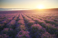 Meadow of lavender at sunset - PhotoDune Item for Sale