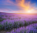 Meadow of lavender at sunset. - PhotoDune Item for Sale