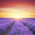 Meadow of lavender at sunset. - PhotoDune Item for Sale