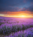 Meadow of lavender at sunset. - PhotoDune Item for Sale